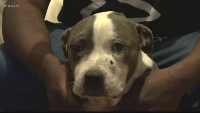 'I Want To Know Why', Family Looking for Answers After Dog Shot | wltx.com